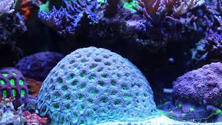 5 Corals Beginners Should Avoid [upl. by Batruk]