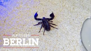 Gefährlicher Stich vom Skorpion Er kam mit der Post  Auf Streife  Berlin  SAT1 TV [upl. by Sherburn]