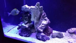 120 Gallon FOWLR Aquarium [upl. by Kronick]