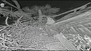 SWFL Eagles  M15 Defends His Nest From GHO Strike Stands Guard All Night Sleeping On Nest 111423 [upl. by Aneen]