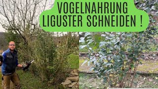 Vogelnährgehölz  Liguster so schneidet ihr Ihn [upl. by Ailimac]