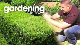 how to plant a hedge garden  hedging information [upl. by Ronny330]