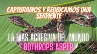 Captura y reubicación de Bothrops Asper  Snake danger  Serpiente más peligrosa del mundo [upl. by Allard]