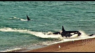 ORCAS ATACAN  CHUBUT Peninsula de Valdes Patagonia Argentina SubSur [upl. by Alled417]