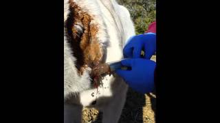 Horse Abscess Being Lanced [upl. by Jesse]