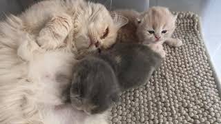 Chatons 🐈  De leur naissance à leur 1 mois et demi  Leur évolution [upl. by Assenej]