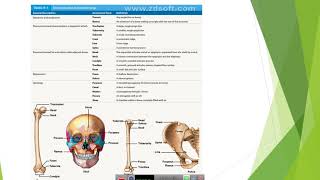 Bone Markings  Anatomy 1  BS amp BVS 1st Semester  By Aizaz Ullah [upl. by Berglund]