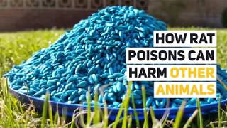 How Rat Poisons Harm Our Environment [upl. by Annaiek358]