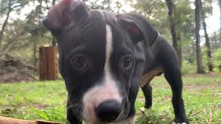 Playfull Amstaff  Blue Nose Pit Bull mix puppy playing outside [upl. by Charlet]