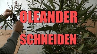 Oleanderschnitt  Wie schneide ich einen Oleander [upl. by Eremihc305]