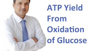 ATP Yield From Glucose Oxidation [upl. by Amarillis]