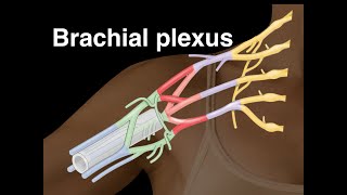 Brachial plexus [upl. by Ronnholm887]