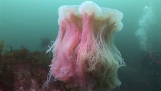 Lions mane jellyfish Cyanea capillata swimming and hosting a small fish Shetland Scotland UK [upl. by Guido]