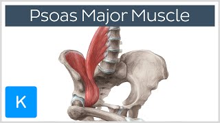 Psoas Major Muscle  Origins Innervation amp Action  Anatomy  Kenhub [upl. by Lemal311]