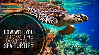 Hawksbill Sea Turtle  Description Characteristics and Facts [upl. by Sucul226]