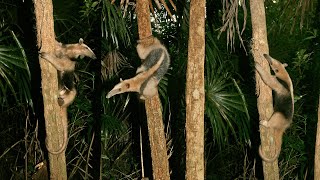 Enigmatic Northern Tamandua Collared Anteaters  Mexican Animals [upl. by Chapa]