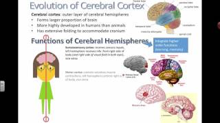 Cerebral Cortex and Functions IB Biology [upl. by Yelroc]