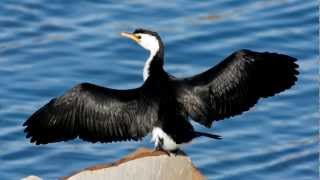 Cormorant  Bird Song  Bird Call [upl. by Oren576]