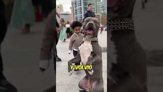 Impactante Ataque a Perro Inocente 🐶😱 [upl. by Einoj]