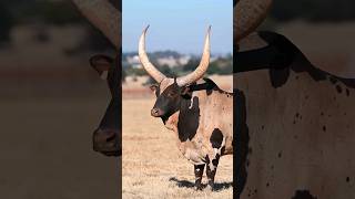 La raza de ganado Texas longhorn cattle TexasLonghorn [upl. by Cirala]