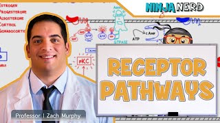 Endocrinology  Receptor Pathways [upl. by Aninad890]