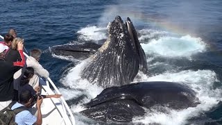 Amazing Humpback Whales Lunge Feeding up close Monterey Bay 91615 [upl. by Ysus]