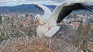 Live aus dem Storchennest Kirchzarten Deutschland [upl. by Nileuqay]