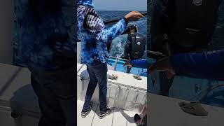 Buena pesca BottomFishing en Mazatlán [upl. by Torr]