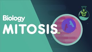 Mitosis  Stages of Mitosis  Cells  Biology  FuseSchool [upl. by Evelina]