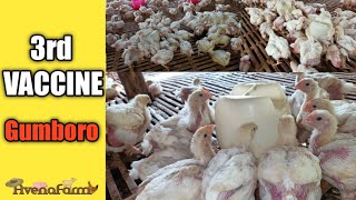 Vaccination Program for Broiler  Complete Guide  Gumboro Vaccine [upl. by Nich]