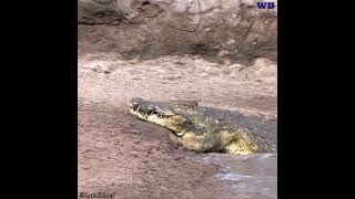 buck escapes crocodile with lightening speed [upl. by Rillis281]