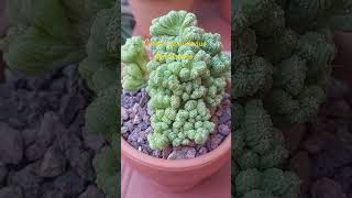 🌵Bonito Cereus peruvianus Monstruoso 🌵cactumaniaspain music plantas Cereus Spiralis [upl. by Ambrosio]