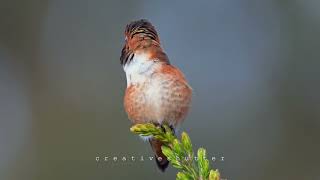 Rufous hummingbird  8K HD [upl. by Ruddie]