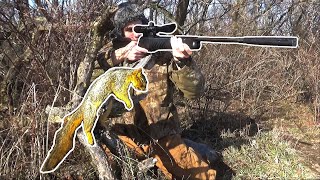 Squirrel Hunting with 177 Break Barrel Air Rifle [upl. by Grados]