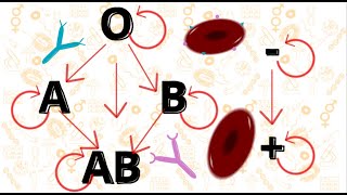 Tipos sanguíneos Revisão para prova [upl. by Pyle]