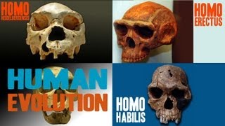 Facts about Human Evolution [upl. by Alexandros530]