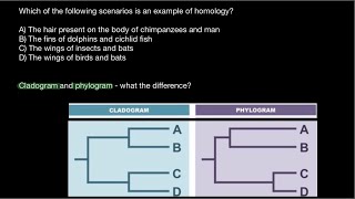 Homology vs Homoplasy  Cladogram vs Phylogram [upl. by Hoxsie58]