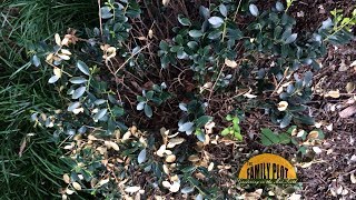 QampA – Why does my Japanese holly have dead branches [upl. by Oirotciv]