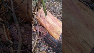 Sturmschaden😱 natur umgestürzter baum🌲 2024 [upl. by Irpak]