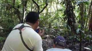 Whitelipped peccary Tayassu pecari herd in Peru Amazon Rainforest [upl. by Larrej503]