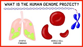 What is the Human Genome Project [upl. by Ezitram]