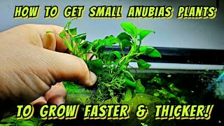 The Crazy Little Trick That Makes Anubias Plants Grow Faster amp Thicker How to Split amp Propagate [upl. by Annavas]