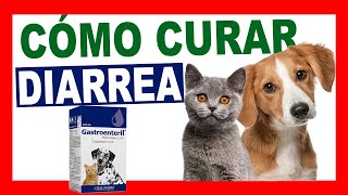 TRATAMIENTO de DIARREA EN MASCOTAS con GASTROENTERIL [upl. by Radmen658]