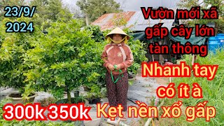 2392024☎️0942761163 Châu 👉 vườn mới kẹt nền xổ gấp 300k cây lớn tàn thông giá cực kỳ rẻ [upl. by Dagny]