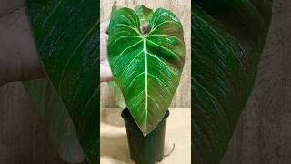 unboxing philodendron glorious from naturesense [upl. by Odnalref]