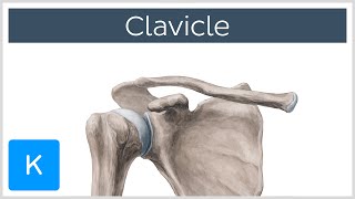 Clavicle Bone  Location Definition amp Function  Human Anatomy  Kenhub [upl. by Mab448]