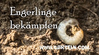 Engerlinge Maikäfer bekämpfen [upl. by Leyla204]