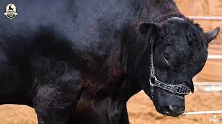 The Lar One amp Only In Pakistan  Sensational History Maker Bull  Trans Cattle Farm  Gaint Bull [upl. by Bedwell]