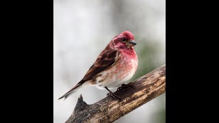 Purple Finch October quotBird of the Monthquot [upl. by Prader71]