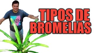 Tipos de Bromelias con Ricardo Negrón de la Hacienda Pepe Negrón [upl. by Deyas543]